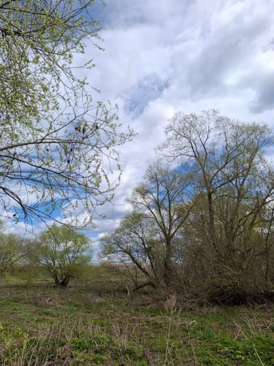 The image shows a view looking up into trees against a sky with clouds. The trees are in various stages of budding, with some showing new green leaves and others still appearing relatively bare. The ground is covered in dry grass and some green vegetation. Based on the prompt, this is located in Дерезовка, Russia.