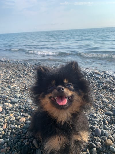 A medium shot shows a fluffy black and tan Pomeranian dog sitting on a pebble beach, with the sea and a hazy sky in the background. The dog is facing the camera, with its mouth open and tongue out, appearing happy. The pebbles on the beach are varied in size and color. The water is calm with small waves gently lapping at the shore. The sky is light blue with some faint white clouds. The location is the city of Gulripshi, Abkhazia.