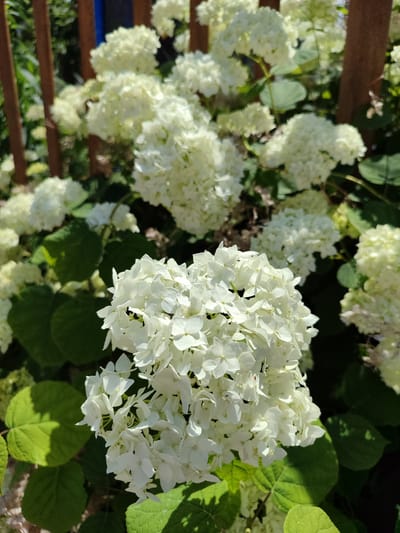 This is a close-up, eye-level shot of several clusters of white hydrangeas in bloom. The flowers are the primary subject, filling most of the frame with their delicate petals. The lighting suggests it is daytime, with bright sunlight casting shadows on the large green hydrangea leaves. In the background, out-of-focus elements include what appear to be vertical wooden posts and perhaps some other greenery, hinting at an outdoor garden or landscaped area. The scene is peaceful and natural, focusing on the beauty of the blooming flowers. There is no visible text in the image.