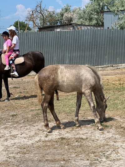 The image shows two young girls riding on a dark brown horse. The girl in front is wearing a black helmet and a pink t-shirt. The girl behind her is wearing a white baseball cap and a white t-shirt, and is holding onto the horse's mane. They are both wearing brightly colored leggings. The horse is standing on a dry, dusty ground. Behind the horses, there is a corrugated metal fence and some trees. The sky is blue with some white clouds. The scene appears to be outdoors, likely during the daytime, given the bright sunlight and shadows. The overall mood seems to be a casual equestrian activity. The time of day is likely afternoon given the shadows. There is no visible text in the image.