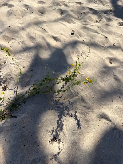 The image depicts a patch of sand, possibly on a beach, with a scraggly green plant featuring small yellow flowers lying across it. The sand is light-colored and textured with ripples, with shadows cast across the surface, suggesting the scene is outdoors under sunlight. The composition includes sparse vegetation, adding a touch of nature to the sandy environment. This appears to be an outdoor shot taken in broad daylight in Muitua, Mozambique.