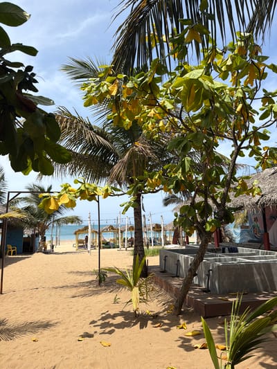 This is a photograph of a beach scene in Arugam Bay, Sri Lanka. The foreground is dominated by a sandy beach with some fallen leaves and a small palm sapling. To the right, a concrete structure with multiple rectangular basins and plumbing fixtures is visible, partially shaded by a tree with green and yellowing leaves and palm fronds. In the middle ground, there is a line of thatched-roof cabanas and small buildings situated on the sand, with palm trees scattered throughout. A yellow chair is placed near one of the blue buildings on the left. The background features the ocean and a clear blue sky with some wispy clouds. The overall impression is a relaxed, tropical beach environment with resort-like amenities.