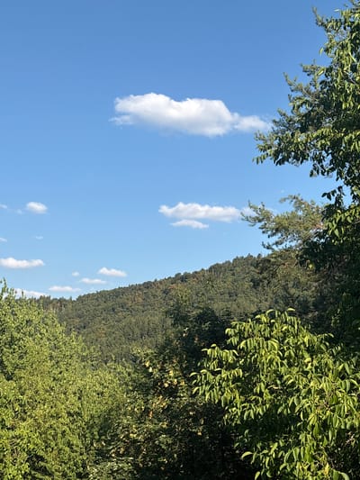 The image depicts a natural landscape under a clear blue sky with scattered white clouds. In the foreground, dense green foliage of trees fills the lower portion of the frame, with some trees showing hints of yellow, suggesting late summer or early autumn. A sloping, tree-covered hill dominates the mid-ground, its dense green canopy receding into the distance. The upper part of the image showcases a bright blue sky with a few wispy white clouds. The scene is devoid of any human presence, structures, or urban elements, suggesting a rural or wilderness setting. The lighting indicates it is daytime, likely mid-morning or afternoon, given the clear sky and the way sunlight illuminates the leaves. This view is consistent with vistas found in areas like Oberndorf am Neckar, Germany, known for its surrounding forests and hilly terrain.