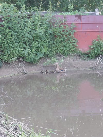 A mother duck and her ducklings are on the muddy bank of a body of water. The ducks are brown and white. The mother duck is larger than the ducklings. The bank is covered in dry grass and twigs. Behind the bank, there is a wall made of corrugated metal, which is painted red. Lush green plants are growing along the wall. The water is murky and reflects the surroundings. The location is the bank of a river or pond in Novoselovo, Russia.