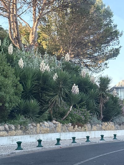 The image captures a street scene in Oeiras, Portugal, featuring a stone-walled embankment lined with lush vegetation. The embankment is adorned with several yucca plants bearing tall, white flower stalks, interspersed with other greenery and small purple flowers. A large tree with a rough, textured bark stands prominently behind the yucca plants, its branches reaching towards a clear blue sky. Along the sidewalk bordering the road, a row of dark green, mushroom-shaped bollards are evenly spaced. The road itself is paved and appears to be a public thoroughfare. The overall scene suggests a well-maintained urban landscape with a focus on natural elements.