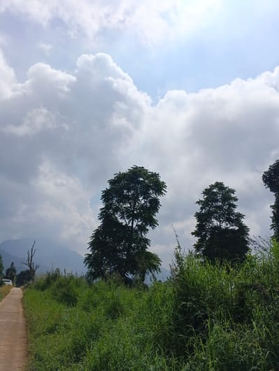 The scene depicts a rural landscape within the city of Nam Sa Lat, Myanmar. A narrow, light-colored path, likely dirt or gravel, extends from the lower-left foreground into the background, curving slightly to the left. The path is bordered on both sides by dense, tall green grass and uncultivated vegetation. In the midground, two large, leafy trees with dark green canopies stand prominently towards the right. Further along the path on the left, a bare, desiccated tree trunk with skeletal branches is visible. In the distant background, a range of mountains or hills appears hazy. A white vehicle is partially visible on the distant section of the path. The sky is largely overcast with large, white and grey cumulus clouds, though a patch of lighter blue sky with visible sunlight is present towards the top center. No individuals are depicted.