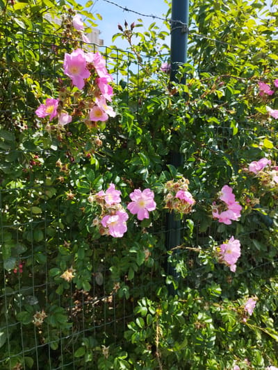 The image depicts a close-up view of a rose bush with pink flowers, set against a green wire fence and a backdrop of green foliage and a bright blue sky. The bush is laden with numerous open pink roses, some in clusters, and buds. The fence is partially obscured by the dense greenery of the bush. The scene is illuminated by sunlight, creating highlights and shadows. No people or animals are visible in the image. The location is described as Bremerhaven, Germany, suggesting an outdoor setting, likely a garden or park area.