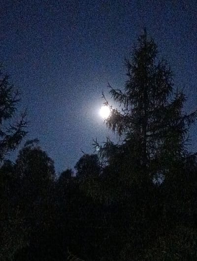 The image depicts a nighttime scene of trees silhouetted against a dark blue sky with a bright moon. The moon is partially obscured by the branches of a tall evergreen tree in the foreground, creating a halo effect around it. The overall impression is one of a serene, natural landscape. The image does not contain any information that would allow for its localization to Sucha Beskidzka, Poland.
