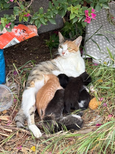 A mother cat with several kittens is lying in the grass. The mother cat is predominantly white with orange and gray markings. The kittens are various colors, including black, orange, and gray/white tabby. They are clustered around the mother, presumably nursing. The scene is outdoors, with grass and scattered debris around the cats. The location is Kiryat Motzkin, Israel.
