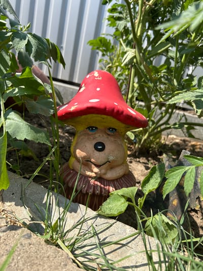 This media file is a close-up, rotated outdoor photograph of a garden gnome figurine partially obscured by green foliage and earth. The gnome has a yellow face with blue eyes and a wide, smiling mouth. It wears a red, polka-dotted mushroom-shaped hat and a striped tunic. The figurine appears to be made of painted plaster or ceramic and shows signs of wear, with chipped paint on the hat.
The setting is a garden, with the gnome positioned amongst green leaves and stems. Some blades of grass and a concrete border are also visible. In the background, a corrugated metal fence can be seen. The lighting suggests it is daytime, likely sunny, with distinct shadows cast by the vegetation and the gnome itself. The overall scene evokes a whimsical and slightly rustic garden atmosphere. No text is visible in the image. The location context provided is Copceac, Moldova.