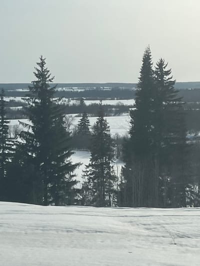 The scene depicts a snow-covered winter landscape in the vicinity of Сундур, Russia. The foreground consists of an unbroken expanse of white snow, showing subtle undulations and faint linear marks. A prominent, dense line of coniferous evergreen trees, primarily spruce or fir, occupies the midground, varying in height and partially obscuring the view beyond. Scattered bare deciduous trees are visible interspersed among the evergreens. The distant background reveals a vast, flat, snow-covered plain extending to a low, indistinct horizon, marked by faint dark lines suggesting distant tree lines or fields. The sky overhead is uniformly overcast and light grey, providing diffuse, shadowless illumination. No individuals, structures, or discernible human activity are present.