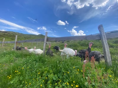 A flock of turkeys, some white and some dark-feathered, are gathered behind a wooden fence in a grassy, hilly area. The sky is bright blue with scattered white clouds. The landscape appears to be rural and possibly mountainous, with green hills in the background. Yellow wildflowers dot the foreground. The scene is tranquil and suggests an outdoor farm or sanctuary setting.