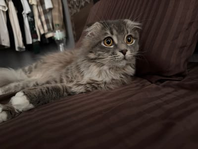 A Scottish Fold cat with grey and white fur and large yellow eyes is lying on a brown, striped surface, possibly a bed or sofa. The cat is looking to the right with a slightly startled expression. Its ears are folded down, a characteristic of the breed. In the background, out of focus, is a rack of clothing and a plastic bottle. The overall setting appears to be indoors. The image does not contain any elements that would indicate its location in Vovchynets, Ukraine.