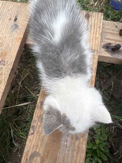 An overhead view shows a young cat with gray and white fur lying on rough wooden planks in Bohunove, Ukraine. The cat is positioned in the center of the frame, with its head facing towards the bottom right. Its body extends towards the top of the image, with its tail obscured. The fur on its back is predominantly gray with white stripes, while its head and underside are white. A gray patch is visible on the left side of its face. The wooden planks appear weathered and are placed on a grassy, outdoor surface. Small, dark, berry-like objects are scattered on the planks to the right of the cat. The environment suggests a rural or outdoor setting.