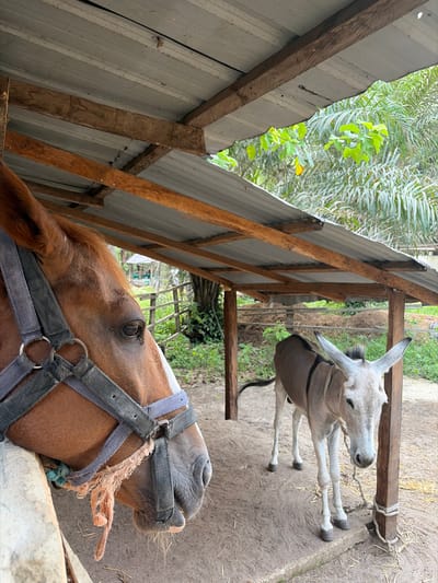 A low-angle shot depicts two equines under a makeshift shelter. In the foreground is a light-brown horse with a dark bridle. Behind the horse is a gray donkey tethered to a wooden post. The structure overhead consists of corrugated metal roofing supported by wooden beams. Outside the shelter, green vegetation is visible. This image was captured in Sangotedo, Nigeria.
