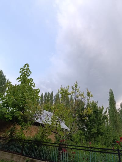 The image depicts a serene outdoor scene, likely in a rural setting, with a focus on lush greenery and a hint of human habitation. In the foreground, a decorative metal fence with an ornate pattern runs horizontally across the frame, suggesting a boundary to a yard or garden. Behind the fence, a variety of trees and bushes dominate the landscape, with vibrant green foliage. The leaves of a large tree in the mid-left are particularly prominent, their shapes clearly defined. To the left of this tree, the corner of a brick building with a silver roof is visible, indicating a house or other structure.

In the background, a dense line of tall, slender trees stretches across the horizon, creating a natural backdrop. The sky above is a mix of light blue and overcast, with soft, diffused clouds hinting at a potentially changing weather pattern, perhaps late afternoon or early evening. The overall atmosphere is peaceful and natural, with the vibrant greens suggesting a healthy, well-maintained environment. No people are visible in the image, and there is no visible text. The scene evokes a sense of calm and natural beauty, characteristic of a rural landscape in Kyrgyzstan, specifically the area of Ak-Döbö. Red roses are visible in the lower right of the frame, adding a touch of color to the predominantly green palette.