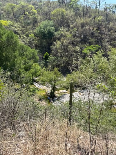 An outdoor, daytime shot taken in a valley with a seasonal river. The vegetation is lush green on the left and transitioning to dry and brown on the right, indicating a shift in water availability. A tall Saguaro cactus is visible among the trees. There is a flowing creek, with evidence of moss and algae growth on rocks. Two people are seen sitting by the edge of the creek. They appear to be interacting. The river is surrounded by gray rocks. The exact location is San Miguel Atlapulco, Mexico.
