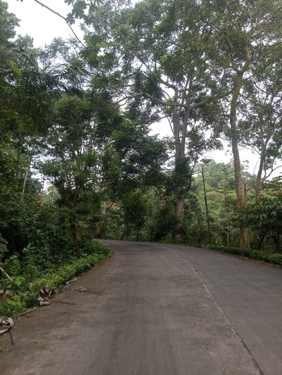The image displays a grey paved road, likely concrete or asphalt, curving right and ascending through a densely vegetated, hilly environment identified as Nuwara Eliya, Sri Lanka. Lush green foliage, consisting of various trees, shrubs, and ground cover, densely borders both sides of the road and extends into the background. Tall, mature trees with robust canopies are prominent on the right side and in the central background, while smaller plants and ferns line the immediate roadside. Small red or orange elements, possibly flowers or berries, are visible within the undergrowth on the left. A dark, slender pole, consistent with a utility pole, stands vertically on the right side, partially obscured by the trees. The sky, visible in gaps above the tree line, is overcast and light grey. No individuals, animals, vehicles, or additional specific human-made structures are present in the scene. No actions or interactions are depicted.