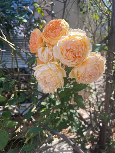 A cluster of pale peach and apricot roses is blooming on a rose bush in Dzhubga, Russia. The roses are full-bloomed with many delicate petals, some showing faint pink speckles. The bush has green leaves and thorny branches, intertwined with a thin vertical wooden post. In the background, out of focus, is a building with horizontal siding and some foliage. The scene is bathed in sunlight, casting dappled shadows and creating a soft, bokeh effect in the background.