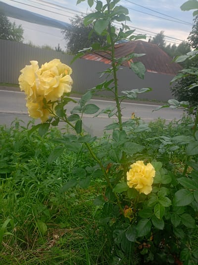 This is a medium shot photograph of a rose bush with yellow roses. The rose bush is in the foreground, and the flowers are in bloom. The rose bush has green leaves and thorny stems. There is a road in the background, and a fence behind the road. A body of water and trees can be seen in the distance. The sky is overcast. There are no people or animals in the image. The photograph was taken in the city of Zlatoust, Russia.
