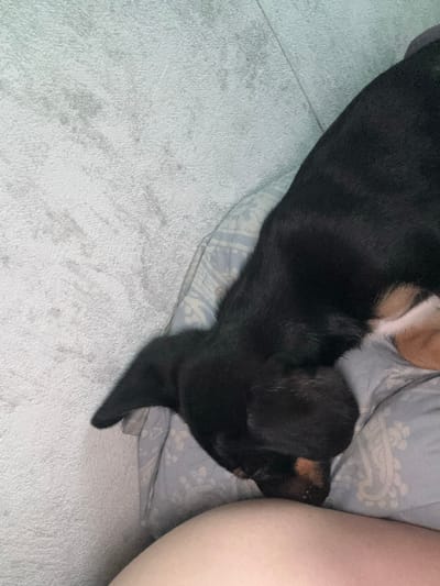 The image shows a close-up, overhead view of a small black and tan dog lying down on a light blue patterned pillow. The dog's head is resting on a person's leg, which is visible in the lower part of the frame. The dog's eyes are not visible. To the left of the pillow is a textured, light-colored surface, possibly a towel or blanket. The scene appears to be indoors, likely on a bed or couch. The provided metadata does not contain information about the location within Birobidzhan, Russia.