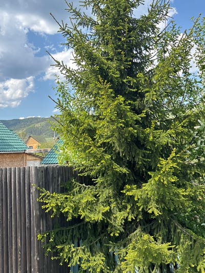 The image captures a scene in Овсянка, Russia, featuring a verdant fir tree dominating the foreground. The tree's branches extend towards the right, obscuring a weathered, dark-stained wooden structure. Below the tree, glimpses of roofs with green tiles are visible, indicating residential buildings. In the distance, a verdant mountain range provides a scenic backdrop. The sky, partly obscured by the tree, shows a bright blue with fluffy white clouds. The lighting suggests a sunny day.
