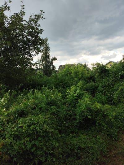 This media file depicts an outdoor scene featuring lush, dense greenery, primarily composed of trees and bushes. In the background, glimpses of houses with peaked roofs are visible, suggesting a semi-rural or suburban setting. One house has a yellow facade and a dark roof, while another appears to have a dark gray roof. A tall, slender tree with light bark stands prominently amongst the foliage. The sky is overcast with heavy, gray clouds, indicating a cloudy or potentially rainy day. The overall impression is one of abundant vegetation under a dramatic sky. The scene is likely captured during the daytime, given the natural light. There are no visible people or specific objects in the foreground. The location is identified as Znamenskiy, Russia. No text is visible in the image.