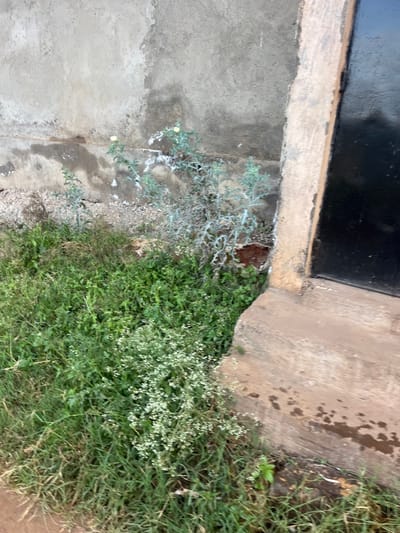 A close-up perspective shows a corner where concrete and black metal meet. Beside the structure, weeds grow densely. Some weeds are light green and delicate, others are darker and grass-like. There is an area with exposed soil. Traces of white substance are visible on the concrete and some of the weeds. The photo's angle is oblique, capturing both vertical and horizontal surfaces.