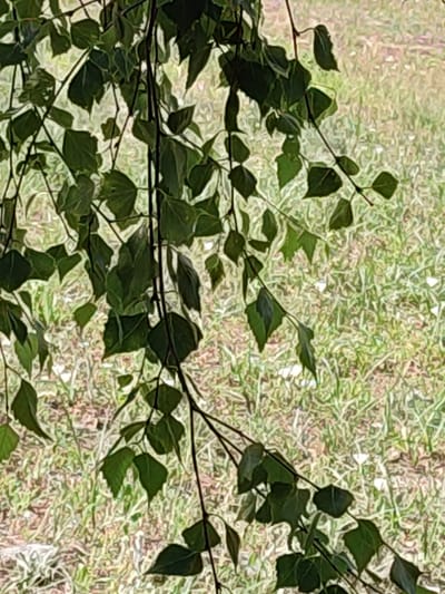 The media file features a close-up view of dark green leaves and thin branches of a tree, possibly a birch due to the slender branches. The leaves are varied in shape and size, some pointed and others more rounded, with visible veins. The branches are thin and dark, extending diagonally and vertically through the frame, with some appearing to droop.
The background is a blurred expanse of green and brown, suggesting grassy terrain. There are small white specks scattered throughout the background, which could be flowers or other light-colored elements in the grass. The overall impression of the background is that of an outdoor setting, possibly a meadow or a lawn.
The lighting suggests it is daytime, with sunlight illuminating the scene, though the focus is on the foreground foliage. The blurred background indicates a shallow depth of field, drawing attention to the detailed texture of the leaves and branches. There are no people, objects, or text visible in the media file. The scene conveys a natural, serene outdoor environment. The location context of Narowlya, Belarus, places this scene within a temperate climate, likely during warmer months when foliage is lush.