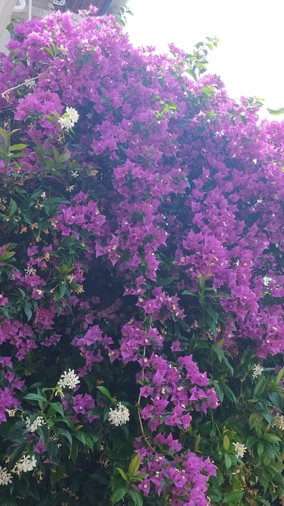 A dense cluster of bright pink bougainvillea flowers dominates the frame, interspersed with dark green leaves. Several small white flowers are scattered among the pink blooms, particularly noticeable in the lower left and central areas of the image. The background is a bright, washed-out sky, suggesting the photo was taken outdoors during the day. There are no people or animals visible in the image. The setting appears to be an exterior wall or trellis covered in the flowering vines, likely in a Mediterranean climate. It is possible this scene is located in Νέα Μηχανιώνα, Greece.