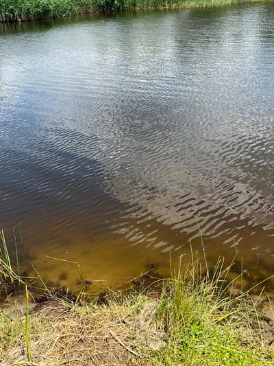 The image shows a close-up view of the water's edge of a canal or small river in Levadivka, Ukraine. Tall, green reeds and grass line the bank, with some dried grass and darker soil visible. The water itself is murky, with a sandy bottom visible in the shallower areas. Ripples on the surface reflect the sky, creating a pattern of light and shadow. There are no people or visible animals in the image.