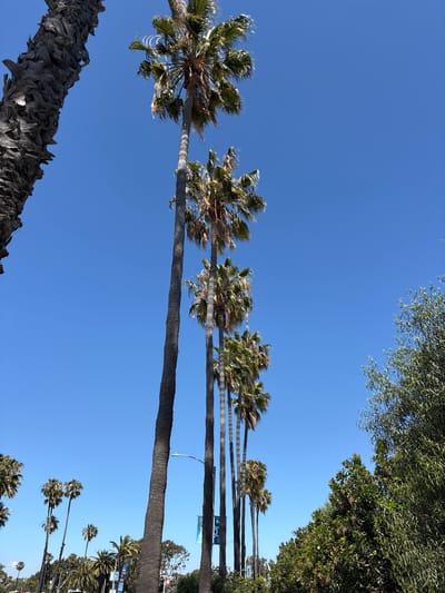 This media file captures a vibrant outdoor scene in Long Beach, United States of America, primarily featuring numerous palm trees against a clear blue sky.
The image is taken from a low angle, looking upwards. On the far left, a large palm tree trunk with a rugged, textured bark rises from the bottom of the frame, curving slightly towards the center. Its green fronds are visible at the top-left, some appearing wind-blown.
Extending diagonally from the lower-left to the upper-right across the mid-ground is a prominent row of tall, slender palm trees. Their trunks are uniform in texture, and their green fronds are ruffled by what appears to be a gentle breeze. A street light is visible, attached to one of these palm trunks. Further along this row, small banners or signs with faint blue and white designs and text, possibly including a stylized "B" or other logo, are affixed to the trunks.
In the upper-right portion of the image, dense green foliage from another type of tree forms a natural border against the sky. In the distant background, towards the right, several smaller palm trees of varying heights are visible, suggesting a continuation of the planted area, possibly a boulevard or park.
The activity depicted is minimal, focusing on the static natural environment. The notable details include the bright, cloudless blue sky, indicating a clear, sunny day with pleasant weather. The overall setting is characteristic of a warm, urban or coastal Californian environment. No people are visible.
