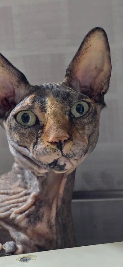 This media file is a close-up, low-angle, vertical-orientation photograph of a hairless cat. The cat has large, expressive green eyes with dark pupils and is looking directly at the camera. Its skin is wrinkled and appears to be a mottled brown and gray tabby pattern. One ear is prominent and tilted upwards, revealing the inside, which is a pinkish hue. The other ear is partially obscured. The cat's nose is dark, and its facial features are prominent due to the lack of fur. The lighting is bright, suggesting daytime, and the background is out of focus, appearing to be a plain, light-colored wall or surface, with a hint of a darker gray area and a white vertical element on the right side, possibly a doorframe. The overall impression is one of curiosity or surprise from the cat. There is no visible text in the image. The location context is Baku, Azerbaijan.