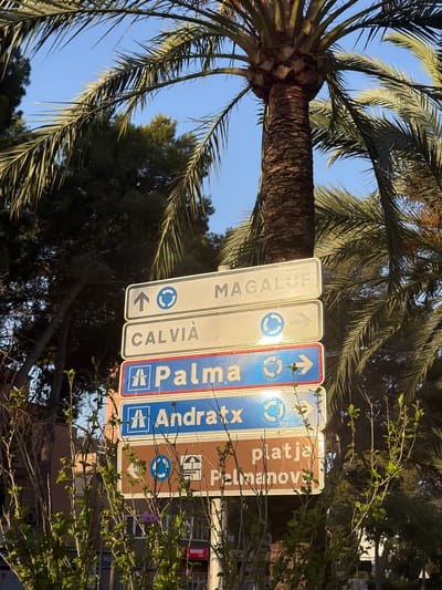 A signpost with multiple directional signs stands beneath palm trees against a clear blue sky in Calvià, Spain. The signs indicate directions to Magaluf, Calvià, Palma, Andratx, and Platja de Palma-Nova. The signpost itself is made of white and blue metal, with some signs showing circular arrows and others with highway symbols. In the foreground, thin, bare branches with some green leaves and a single purple flower are visible, along with foliage. The lighting suggests it is late afternoon or early morning due to the long shadows and warm light.