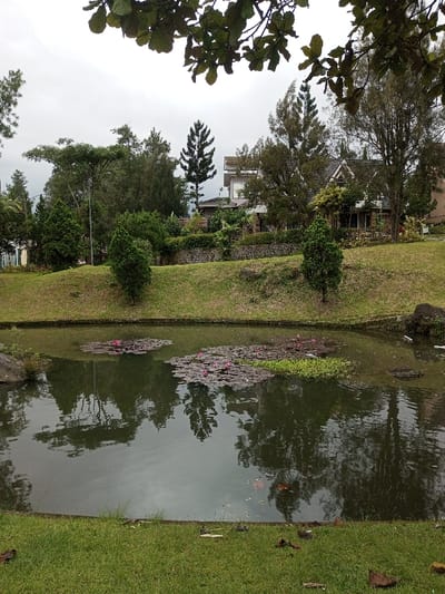 A serene pond with lily pads sits at the base of a grassy hill. Reflections of trees and sky shimmer on the water's surface. A two-story house peeks through the trees atop the hill, which is bordered by a stone wall. Green grass lines the foreground, with scattered leaves adding texture. Overhead, leafy branches frame the scene, enhancing the natural, peaceful setting under a cloudy sky.