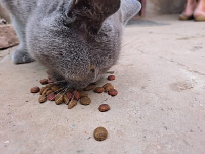A close-up shot shows a gray cat eating kibble scattered on a concrete surface. The cat's head is down, its nose close to the food. Several pieces of kibble are visible, some reddish-brown and others lighter brown. The concrete appears worn and slightly textured, with a few small, colorful specks. In the blurred background, two pairs of feet wearing light pink boots are visible, suggesting the scene takes place outdoors. The lighting is soft, indicating it might be daytime. The overall impression is of a domestic cat being fed outdoors in what appears to be a rural or suburban setting in Vypasne, Ukraine.