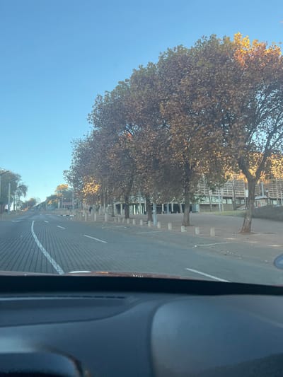 This media file captures a view from inside a vehicle looking out at a street scene. The perspective is from the driver's or passenger's side, with the dashboard and part of the interior visible on the right side of the frame.
The primary subjects are a row of trees with sparse, autumnal foliage, lining a paved road. The trees are relatively mature, with visible trunks and branches. In the background, there is a modern building with a repetitive facade, suggesting an urban or suburban commercial or residential area. The road itself has painted white lines indicating lanes and parking. A white stripe is clearly visible, curving along the road. There are also visible concrete bollards or posts along the sidewalk area next to the trees.
The scene appears to be set in Johannesburg, South Africa, as indicated by the location context. The time of day is likely morning or late afternoon, given the warm, golden light filtering through the trees and casting shadows on the road. The sky is a clear, bright blue, suggesting fair weather.
There is one sign visible on the side of the road, partially obscured by trees. It appears to be a directional or informational sign. While the text is not fully legible, it is in a brown color with white lettering.
No people are prominently visible in the scene, though the context of a street suggests that people might be present or have been recently. The overall mood conveyed is one of a calm, ordinary day in an urban environment during the autumn season.