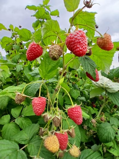 This is a close-up, low-angle, outdoor photograph of ripe and unripe raspberries growing on the vine. The subjects are primarily the berries and their green foliage, with a hint of an overcast sky in the background. The raspberries vary in color from a light, golden yellow to a deep red, indicating different stages of ripeness. Some of the berries are fully formed, while others are still developing or have dried on the vine. The leaves are a vibrant green, with some lighter, slightly bleached-out leaves also visible. The scene is filled with the natural textures of the plant, including the individual drupelets that make up each raspberry. The overall impression is one of natural abundance and the cycle of growth. The image appears to have been taken during the daytime, given the lighting conditions, and the overcast sky suggests a cloudy or potentially rainy day. There is no visible text in the image. The location context provided is Кош-Дөбө, Kyrgyzstan, suggesting a rural or agricultural setting where raspberries are grown.