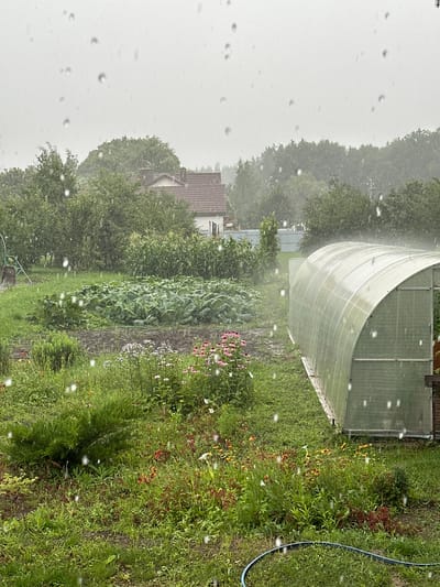 A medium shot captures a garden scene during rainfall in the village of Verkhneye Kazachye, Russia. In the foreground, a lush green lawn is dotted with scattered raindrops, indicating active precipitation. A blue hose curves across the lawn. To the right, a section of a greenhouse with a curved translucent roof is visible. In the middle ground, a large patch of leafy green vegetables, possibly cabbage or lettuce, dominates the center, surrounded by a dirt path. To the left of the vegetable patch, tall green corn stalks grow. A variety of flowers, including pink coneflowers and other wildflowers, are interspersed with greenery. In the background, a house with a tiled roof and a section of a wooden fence are seen amongst dense trees. The sky is overcast and grayish.