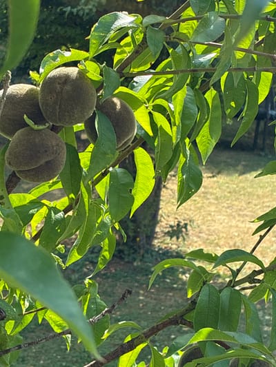 The image shows unripe peaches growing on a tree branch, surrounded by vibrant green leaves. The fruits are small, round, and covered in a fuzzy, dark green skin. Sunlight filters through the leaves, creating a dappled effect and highlighting the texture of the fruit and foliage. The background is softly blurred, showing a grassy area with dappled shadows, suggesting an outdoor setting in a garden or park. The scene is natural and peaceful, capturing a moment in the growth cycle of the fruit. There are no people visible in the image. This scene could be located in Bad Hersfeld, Germany, in a garden or park area where fruit trees are common.