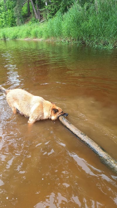 A medium-sized, tan-colored dog stands in murky, brown water, gripping a thick, waterlogged log with its mouth. The dog's fur is wet, and it is partially submerged in the water, with its hind legs submerged deeper than its front. The log is positioned diagonally across the frame, with the dog at the left end of it. The water appears to be a river or a similar body of water. In the background, a dense, green forest lines the bank, with tall grass and trees visible. The overall impression is one of a dog playing in a natural outdoor environment.