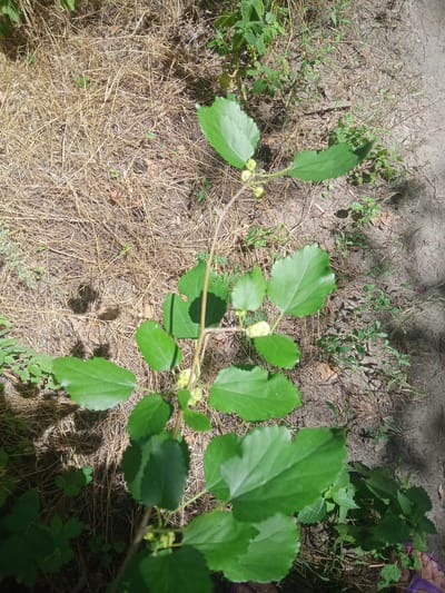 This image shows a close-up, overhead view of a leafy green plant with small yellowish-green buds, growing out of dry straw and soil. The plant has a slender, woody stem with several leaves emerging from it. The leaves are broad, ovular, and have serrated edges. The ground is covered with dry, golden straw and patches of bare soil with sparse green vegetation. The lighting suggests a sunny day, with shadows cast by the leaves. The scene appears to be outdoors, likely in a natural or semi-natural environment. There are no people or animals clearly visible in the image, although a small section of what appears to be footwear is visible in the lower right corner. The specific location within Vlasivka, Ukraine, is not discernible from the image alone.