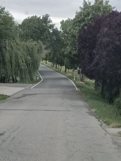 The media file shows a view of a winding asphalt road through a rural landscape under an overcast sky. The road is bordered by lush green grass and a variety of trees. On the left side of the road, there are dense, weeping willow-like trees with long, flowing branches that create a curtain of green. On the right side, there is a row of trees with dark, purplish foliage, creating a striking contrast with the lighter green trees. Further down the road on the right, there are more trees with lighter green leaves, some of which appear to be part of a planted avenue.
Along the side of the road, there are occasional white and red road markers. The asphalt surface shows some signs of wear, with faint cracks and a darker patch that might indicate dampness. In the foreground, a portion of a paved area, possibly a parking space or walkway made of interlocked concrete pavers, is visible on the left, adjacent to the grass.
The overall impression is one of a quiet, possibly slightly humid, day in a scenic rural area. The overcast sky suggests it might be late afternoon or early morning, or simply a cloudy day. There is no visible text within the image. The scene evokes a sense of tranquility and natural beauty.
