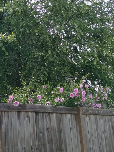 This is a horizontal, medium shot taken outdoors, likely in Georgetown, USA. The scene features a dense, green leafy tree dominating the left side of the frame. The foliage is so thick that it obscures much of what's behind it, though bright patches of sky are visible through the gaps in the leaves.

To the right of the tree, a cluster of vibrant pink flowers with ruffled petals bloom on green stems, interspersed with leaves. These flowers are a focal point, creating a splash of color against the greenery. Beyond the flowers, a weathered wooden fence runs vertically along the right edge of the image. The fence is constructed from horizontal wooden planks of varying shades of gray and brown, with visible wood grain and knots. A darker wooden beam runs vertically along the left edge of the fence, providing a border.

The lighting suggests it's daytime, possibly late afternoon, with dappled sunlight filtering through the leaves. There is no discernible activity or event taking place; the scene appears to be a still, natural setting. No people or text are visible in the image. The overall impression is one of a lush, sun-dappled garden area adjacent to a rustic wooden structure.