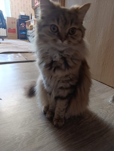 A fluffy, long-haired cat, likely a domestic longhair, sits on a light-colored laminate floor. The cat has tabby markings with shades of brown and grey, and its fur is voluminous, especially around its neck and chest. Its eyes are large and amber-colored. The cat is facing the camera directly, and its front paws are tucked beneath it. The background is slightly out of focus, but shows elements of an indoor setting. To the left, there is a beige radiator and a window with vertical blinds, suggesting a room in a building. Further back, there are some shelves with various items, including a printer and what appears to be decorative lights. To the right, a textured wall, possibly wallpapered, is visible. The lighting suggests it is daytime, and the overall scene conveys a casual, domestic atmosphere. The cat's expression is alert and curious. No text is visible in the image.