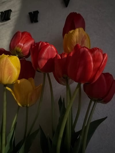 The image shows a bouquet of red and yellow tulips lying on a textured surface. The tulips are in various states of bloom, with some tightly closed and others fully open. Green stems and leaves are visible extending from the flowers. In the bottom left corner, there are two dark, small, undefined objects lying on the surface. The lighting in the image is subdued and uneven, creating shadows on the surface and the tulips. The image does not contain any identifiable information suggesting it was taken in Staraya, Russia, or involve any specific people, actions, or interactions beyond the arrangement of the tulips.