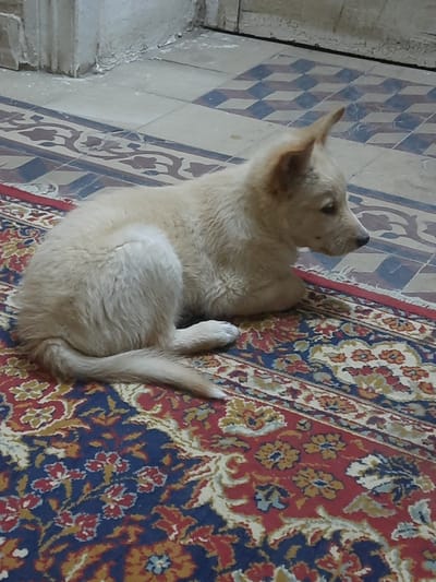 A cream-furred dog is observed lying on a patterned rug within an indoor setting, located in the city of Cairo, Egypt. The dog, with medium-length fur and erect, pointed ears, faces the right side of the frame, its body curled. Its tail is visible, sweeping around its hindquarters. The rug features a complex design with prominent red and dark blue sections, interspersed with cream and golden floral and vine patterns. Behind the dog, the floor transitions to light-colored square tiles, some displaying a dark blue checkered design. In the upper left background, a light-toned wall or baseboard exhibits signs of wear, including peeling paint or plaster. Fine dust particles are visible on the tiled floor near the wall. No other individuals or active elements are present in the scene.