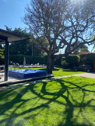 A sun-drenched yard features a large tree with a sprawling canopy casting shadows on the green lawn. Adjacent to the tree is a blue-covered rectangular object, likely a pool or large container. A dark car is parked in the driveway, and a building with a dark roofline is visible. Lush greenery, including trees and hedges, surrounds the property.
