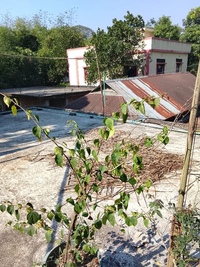 The image presents a daylight scene from a concrete rooftop in Shibpur, Bangladesh. In the immediate foreground, a potted plant with green leaves stands on the grey concrete surface, casting a distinct shadow to its right. Scattered dry, dark brown twigs and small branches are distributed across the concrete near the center-right. A vertical, light brown wooden pole is visible to the right of the potted plant, with another smaller plant partially visible further right.
In the midground, a sloped corrugated metal roof, exhibiting rust and varying shades of brown and silver, is partially visible below the primary concrete rooftop. A segment of light blue piping runs horizontally across this metal roof. Beyond this, a flat concrete rooftop, possibly under construction, displays exposed rebar.
The background is dominated by a two-story building featuring light yellow walls accented with pink trim around its windows and the upper edge of its structure. Dense green vegetation, including tall, slender trees resembling bamboo, frames the left side and upper portion of the background, extending behind and around the building. The sky is clear and blue. No individuals, specific actions, or interactions are depicted within the scene.