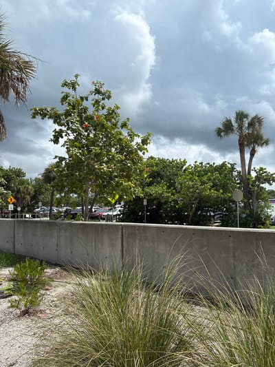 A paved area behind a concrete barrier with some vegetation and trees. On the left side of the image, a young leafy tree with orange blooms stands out. Beyond the barrier, a parking lot with several cars is visible, with palm trees and dense green foliage in the background. The sky is overcast with dramatic clouds, suggesting impending rain. The foreground features dry, sandy ground with sparse green plants. There are no people visible in the image.